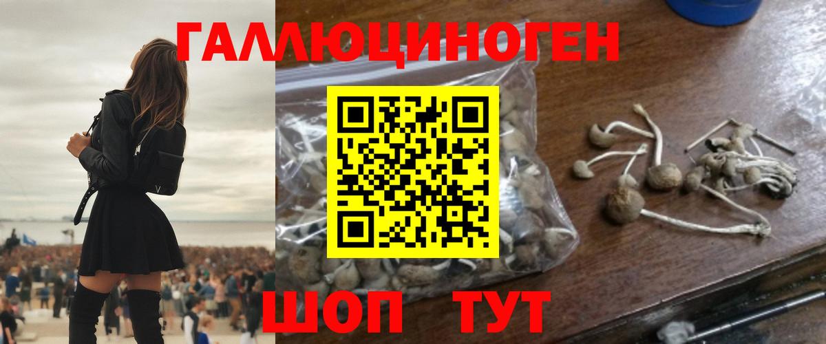 Галлюциногенные грибы Psilocybine cubensis Новоалтайск
